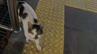 Cat in the metro station follows me for food by Stray Paws of Istanbul 1,116 views 4 weeks ago 1 minute, 20 seconds