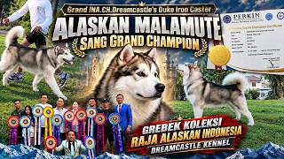 Grebek Alaskan Malamute Sang Grand Champion Di Kandang Raja Alaskan Indonesia Dreamcastle Kennel