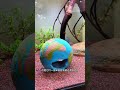 迷你鸚鵡魚的魚卵好像孵化了,動來動去的,好多小的迷你鸚鵡魚 #觀賞魚 #養魚日記 #水族#迷你鸚鵡魚