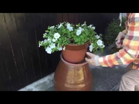 ペチュニアの花がら摘みと切り戻し Youtube