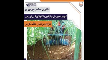 Weeds Management in Sugarcane Crop