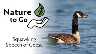 #NatureToGo | Squawking Speech of Geese