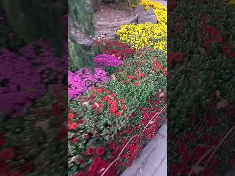 Video: Chrysanthemum Ball in Nikitsky Botaniese Tuin