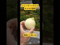 トレーラーハウスでタマネギ栽培