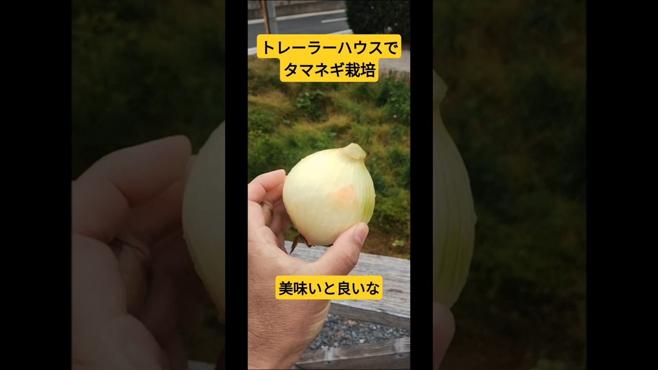 トレーラーハウスでタマネギ栽培