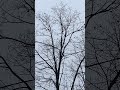 Natures Music