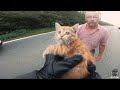 Rider Rescues Kitty from Road || ViralHog