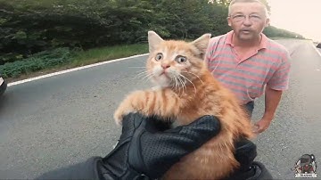 Rider Rescues Kitty from Road || ViralHog