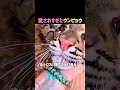 愛されすぎたウンピョウ