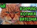 Кормлю бездомного котика Ватсона - Животные Кот 4K