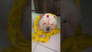 #yt#ytshorts#ytviral#dogs#pets#puppy#live#love#cute#beautiful#chowchow