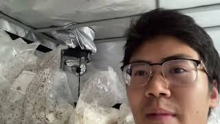 Colonizing and Fruiting mushrooms in same small space - pay attention to CO2 levels!!