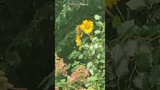 Sunflower # 10957 #shorts Sunflower # 10957 #shorts