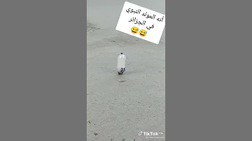 المولد النبوي الشريف في الجزائر وادي سوف 39 