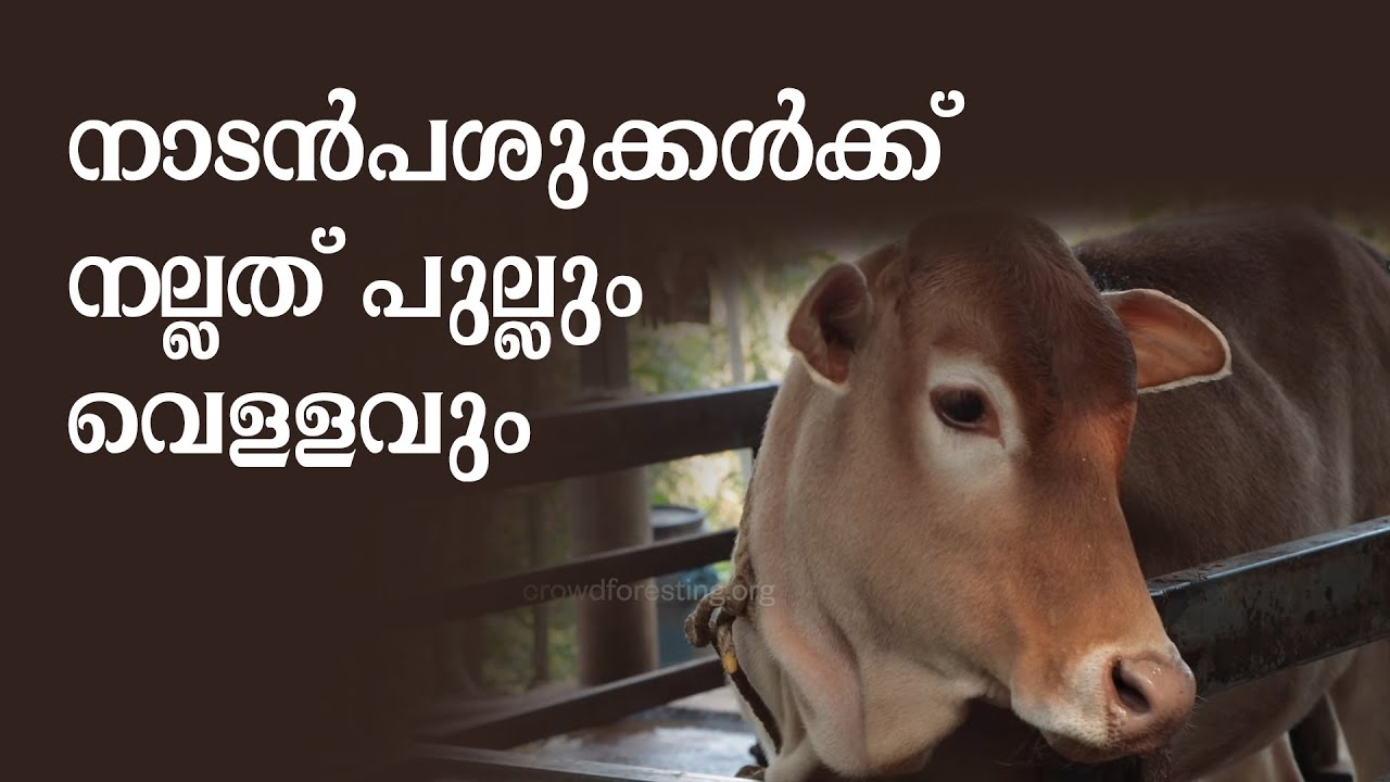 പലവിധ ഗുണങ്ങളുളള നാടന്‍ പശുക്കള്‍ | Multiple benefits of Indigenous Cattle