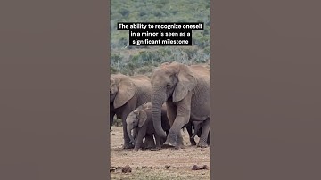 Did you know? Elephants can recognize themselves in a mirror?#shorts #facts #animals #nature #mirror