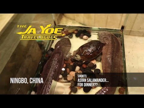 Salamander Anyone?