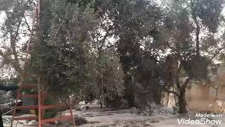 #معاصر الزيتون في فلسطين 🌳🌳شاهدو كيف يتم عصر الزيتون🌳🌳