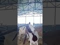 Who met all the friends, Goat Base, recorded the real life of the farmer  Female sheep35