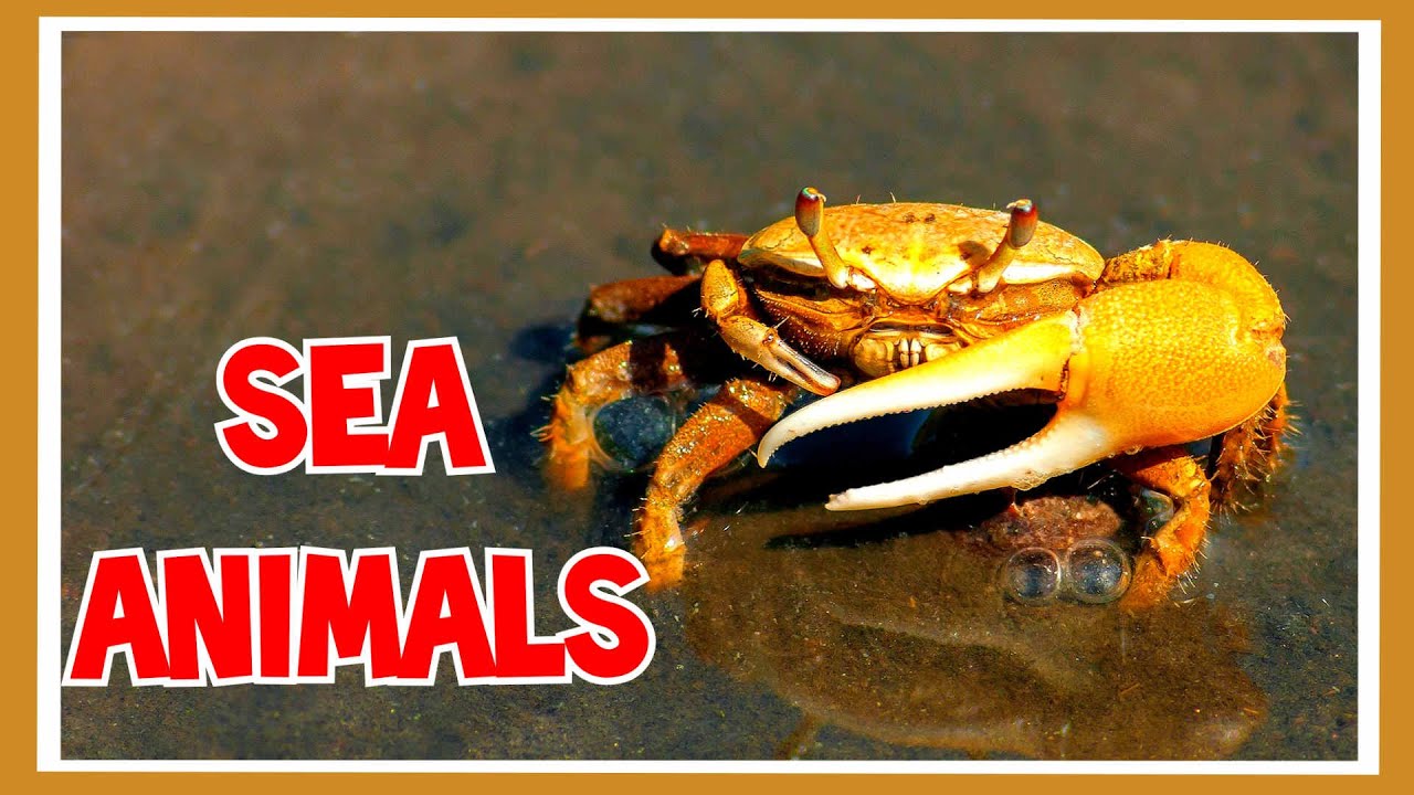 learn sea animal names with picture|learn 25 sea animal names|sea