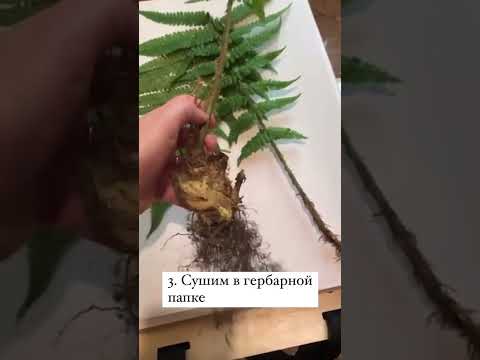 Видео: Что такое гербарные растения?