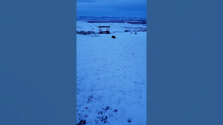 Tracy Frye - Karelian Bear attack - Drago