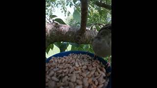 Sparrow Tries To Fit Multiple Sunflower Seeds In Its Mouth