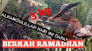 Pasang Bubu Pengilar Di Bulan Ramadhan Hasil Melimpah