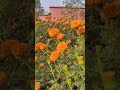 ফুলের সৌন্দর্য,