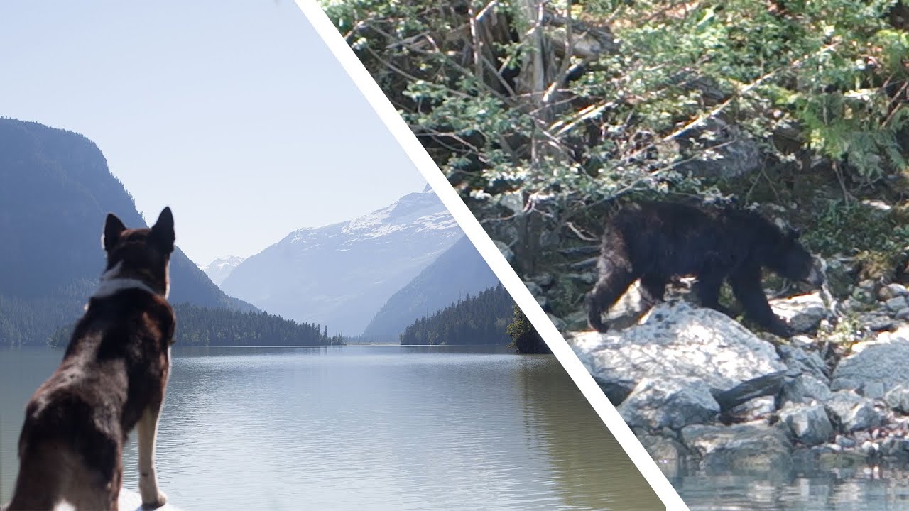 Finding Bears in Canada | Canadian Rockies Road Trip