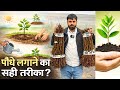 🚚 पोधों का कोरियर मिलने के बाद पौधे कैसे लगाए? ⸻🌿 पौधे लगाने का सही तरीका (Step-by-Step)