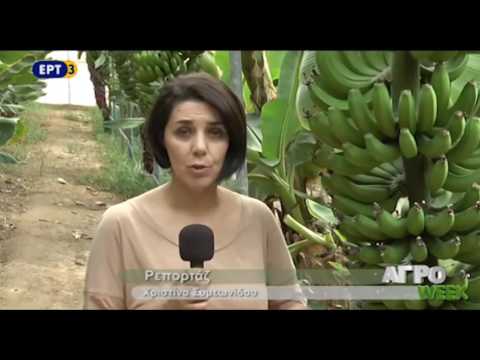 Βίντεο: Θεραπεία της μαύρης κηλίδας της μπανάνας - Μάθετε για τη νόσο των μαύρων κηλίδων στις μπανάνες
