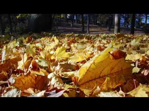 Herfst kleuren