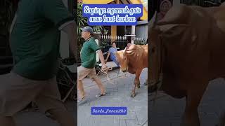 Download Lagu sapinya mengamuk saat mau disembelih #takbiran #takbiriduladha2025 #takbir2025 #sapimoo #sapilimosin MP3