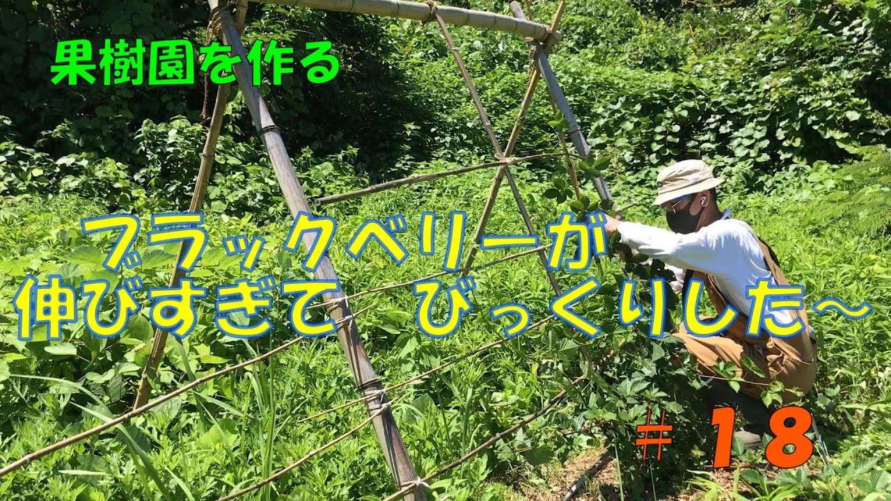 #18 ブラックベリー伸びすぎてた。