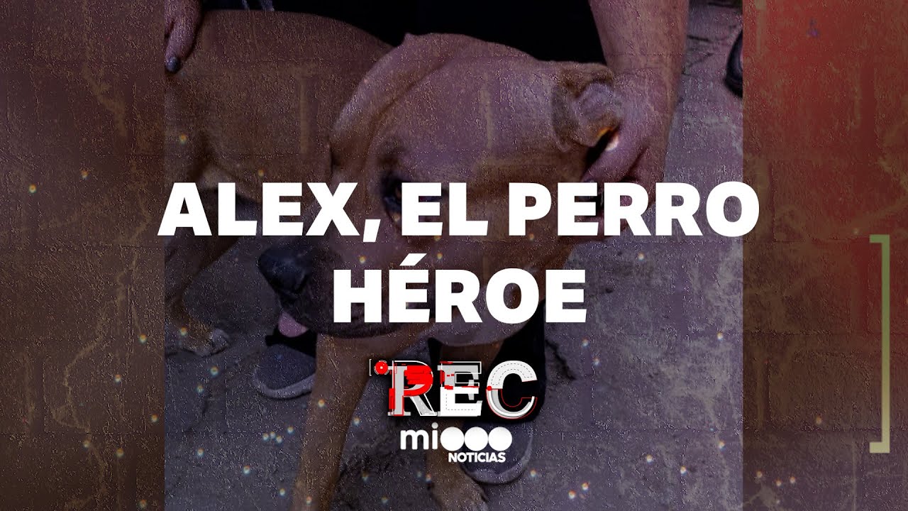 ALEX, EL PERRO HÉROE - LAS MANITOS ARRIBA - #REC
