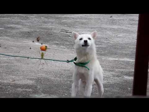 산촌마을에서 열심히 보초근무서는 귀여운 진돗개와의 만남....<strong>Cute</strong> Jindo Dog..... Jeonju <strong>city</strong>...( 全州市....전주 )... 全羅北道...KOREA