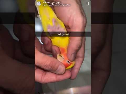 ببغاء روز ذابحه الحر وخلاه يسييف