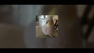 Look Don’t Touch - Odetari & Cade Clair - Nightcore/Sped Up Resimi