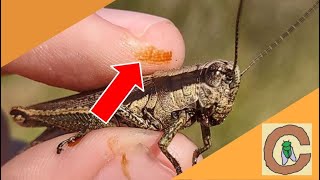 grasshopper tobacco juice Why Do Grasshoppers Spit When You Catch Them?