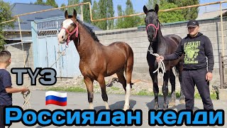 беш кашка РОССИЯДАН КЕЛГЕН ТАЙЛАР ЖАПАЛАКТА👍29 апреля 2024 г.