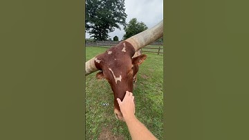 Why are Haus’ horns so big?!? #animals #coolanimals #animalfacts #learnaboutanimals