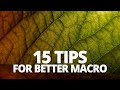 15 tips for better macro photography