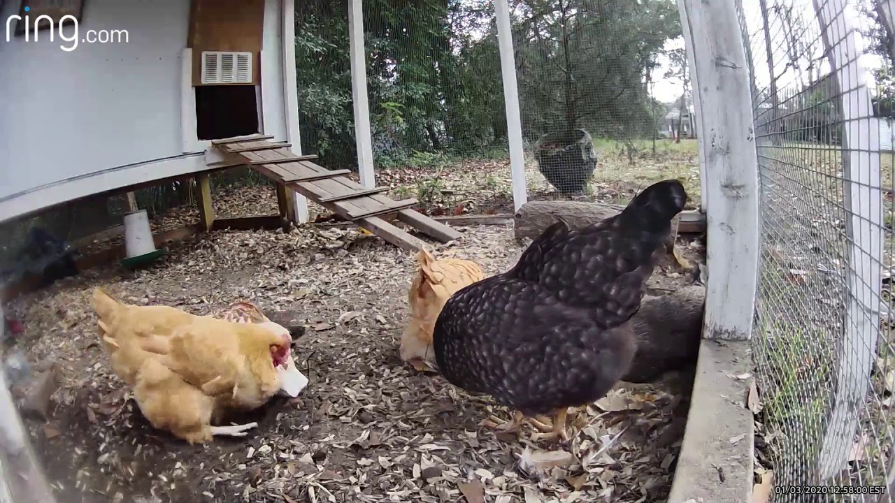 Chicken Coop Live stream Highlights 1320 YouTube