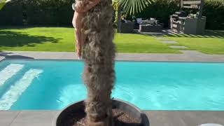 Palmen, Pool & pures Blau - Fertigpool in besonderem Garten | NORDIQ POOLS