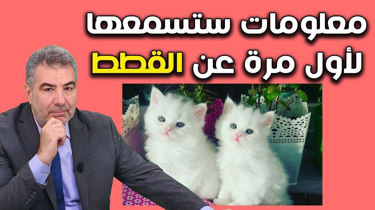 معلومات ستذهلك عن القطط.. لماذا النبي الكريم اعتنى بها؟