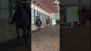 Nugget #asb #equestrian #horse