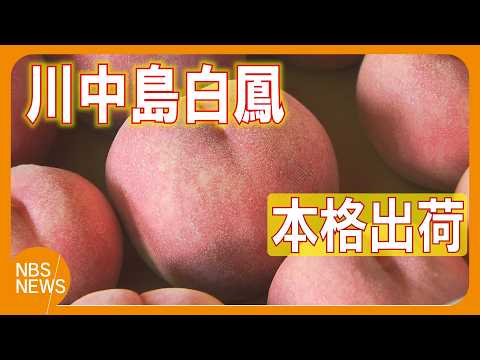 山梨一宮の木のてっぺんから収穫した　超特大を5個詰めて発送　川中島白桃 Shipments of peaches, described as 