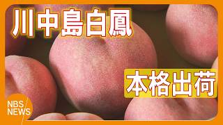 Shipments of peaches, described as 