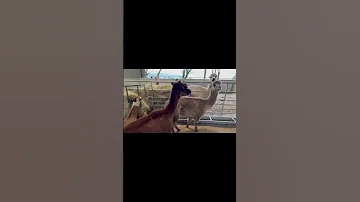 Untitled Facebook Video 